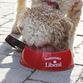 Liberal Dog Bowl and Leash